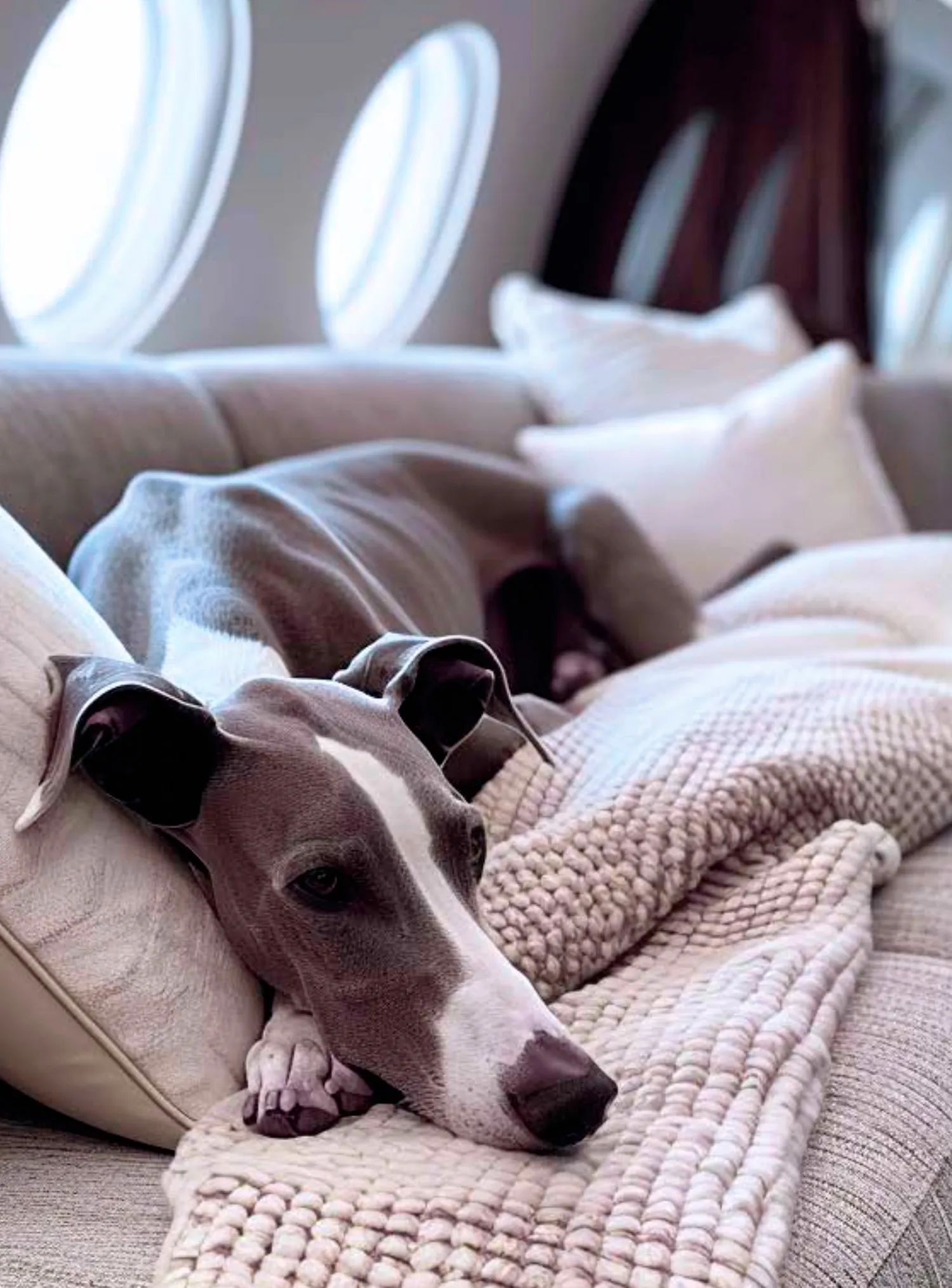 Voyage avec animaux de compagnie